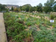 Parc de la Jarre - Ville de Marseille, labellisé EcoJardin - Crédit G. Girod Alticime (jpg - 191 Ko)