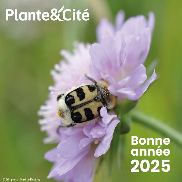 Bonne année 2025